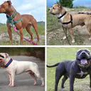 Photo de Pitbull · Crédits photo Various, see description. Compiled by JackMtnSun · Wikimedia Commons