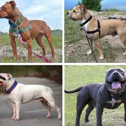 Photo de Pitbull · Crédits photo Various, see description. Compiled by JackMtnSun · Wikimedia Commons